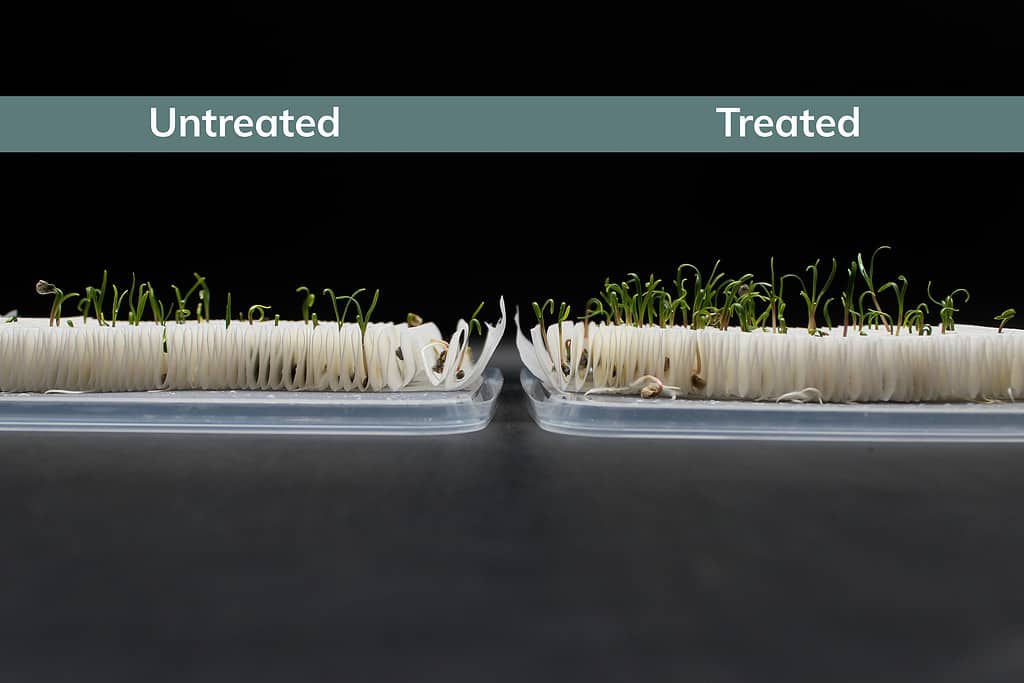 Cold Plasma Treated and Untreated seeds shown on Pleated Germination Paper - suitable for Vertical Farming.