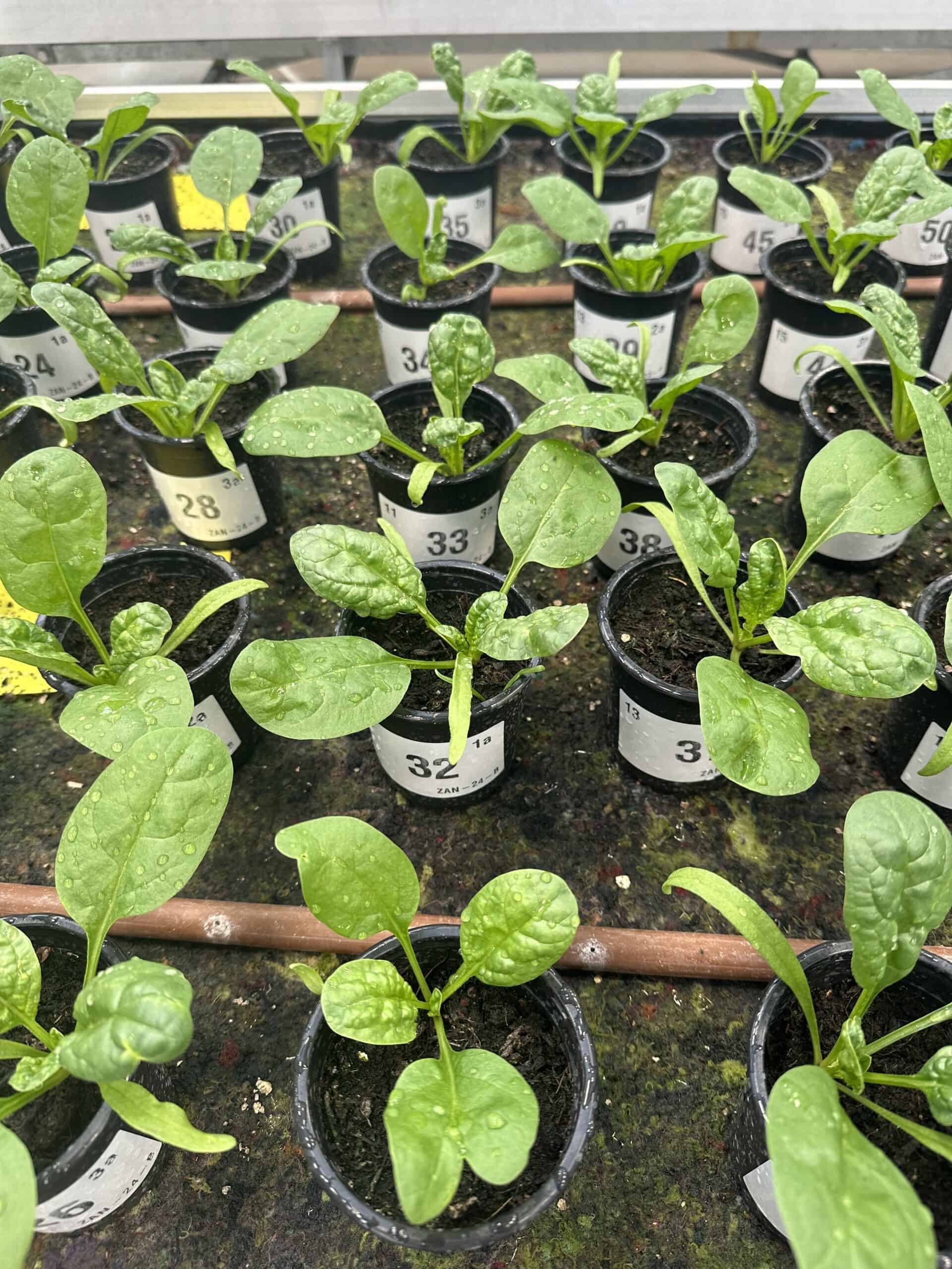 Seedlings