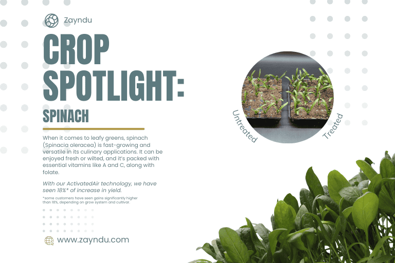 Crop Spotlight: Spinach