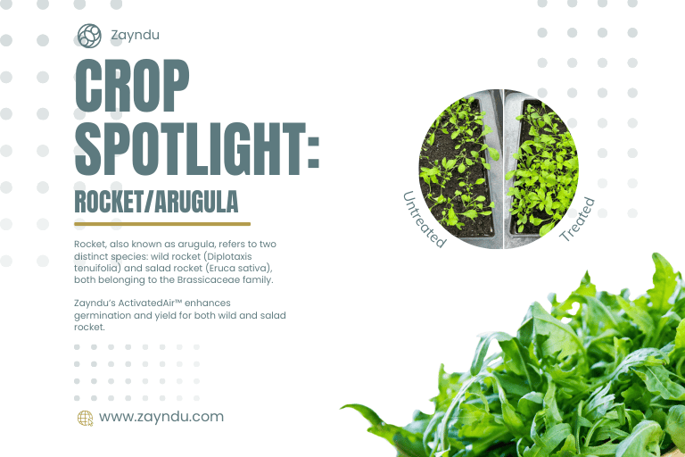 Crop Spotlight: Rocket / Arugula