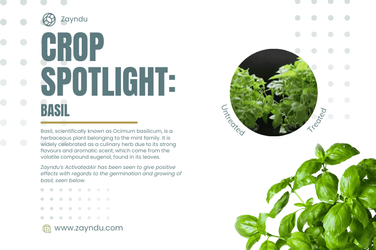 Crop Spotlight: Basil
