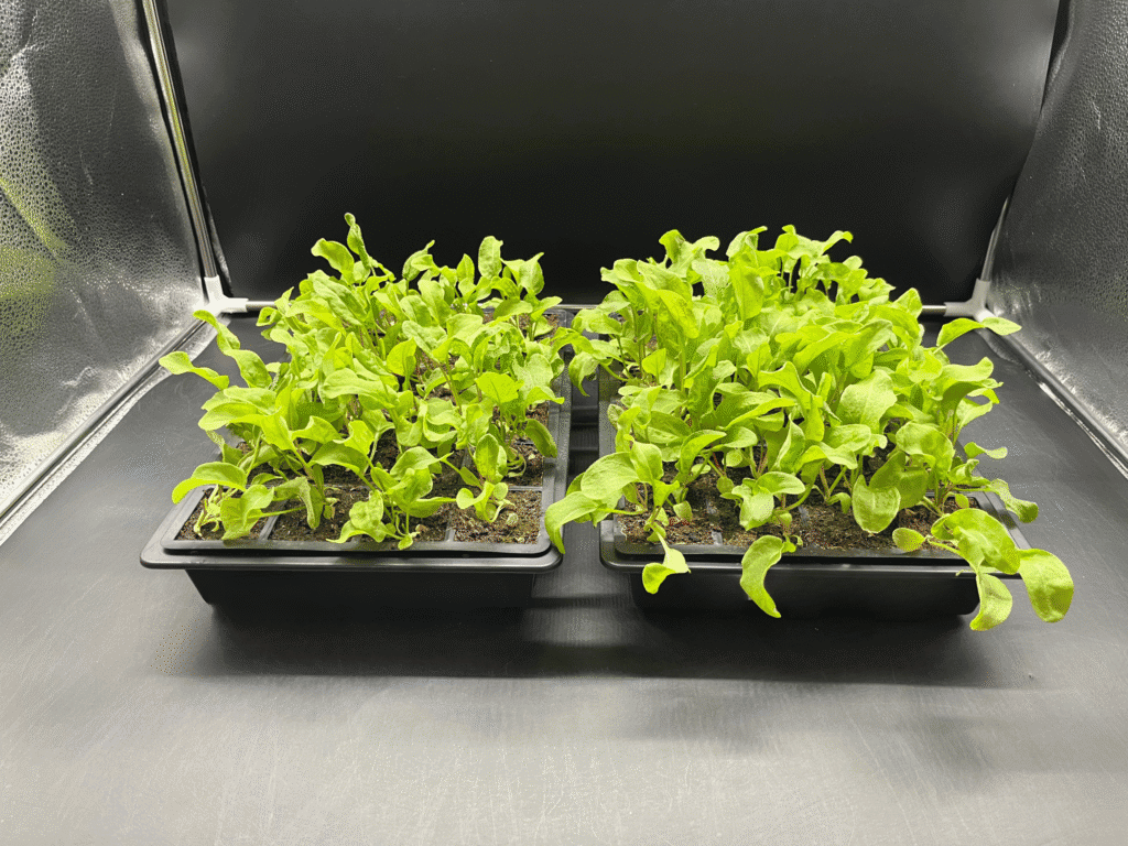 How to Consistently Boost Crop Yield 3 Zayndu