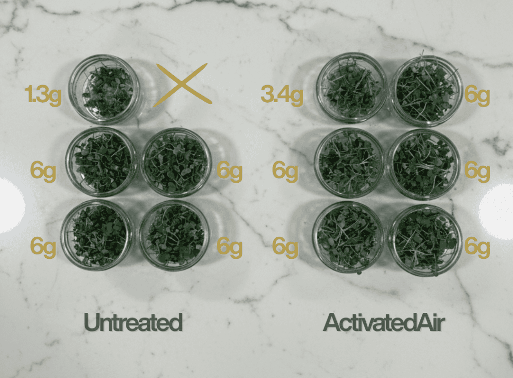 Zayndu ActivatedAir-treated vs Untreated small-scale harvest comparison