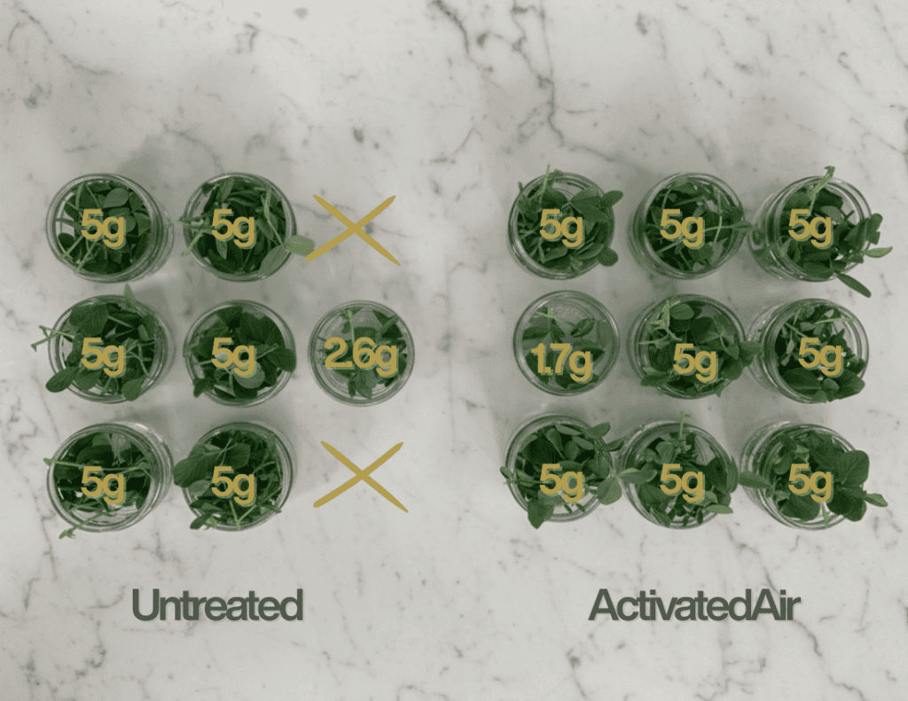 Zayndu ActivatedAir-treated vs Untreated small-scale harvest comparison