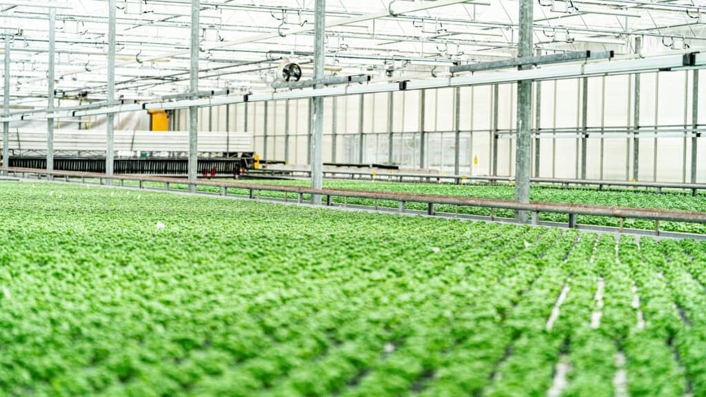 How to Improve Crop Consistency in Commercial Greenhouses 1 Zayndu