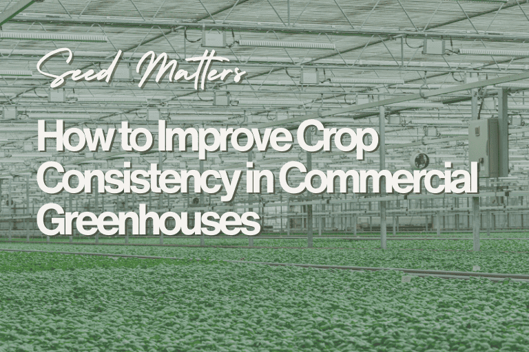 How to Improve Crop Consistency in Commercial Greenhouses